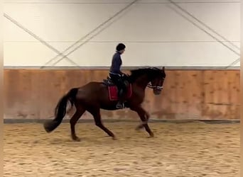 Hannoveraner, Wallach, 5 Jahre, 176 cm, Dunkelfuchs