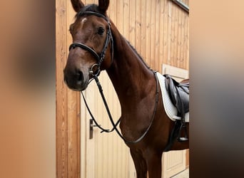 Hannoveraner, Wallach, 5 Jahre, 176 cm, Dunkelfuchs