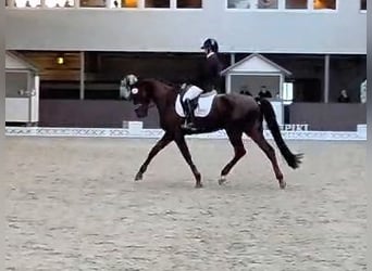 Hannoveraner, Wallach, 5 Jahre, 176 cm, Dunkelfuchs