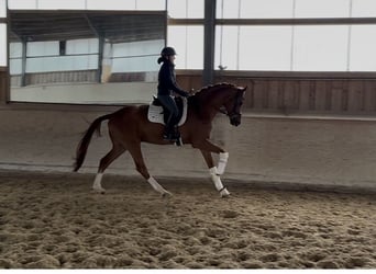 Hannoveraner, Wallach, 5 Jahre, 176 cm, Fuchs