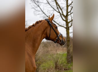 Hannoveraner, Wallach, 5 Jahre, 176 cm, Fuchs