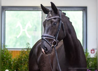 Hannoveraner, Wallach, 5 Jahre, 176 cm, Rappe