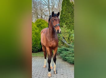 Hannoveraner, Wallach, 5 Jahre, 177 cm Hannoveraner, Wallach, 5 Jahre, 177 cm