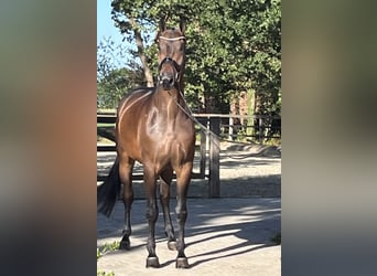 Hannoveraner, Wallach, 5 Jahre, 177 cm, Dunkelbrauner