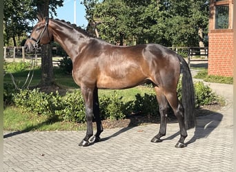 Hannoveraner, Wallach, 5 Jahre, 177 cm, Dunkelbrauner