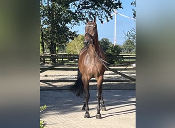 Hannoveraner, Wallach, 5 Jahre, 177 cm, Dunkelbrauner