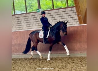 Hannoveraner, Wallach, 5 Jahre, 177 cm, Dunkelbrauner