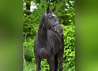 Hannoveraner, Wallach, 5 Jahre, 177 cm, Rappe