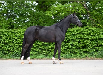 Hannoveraner, Wallach, 5 Jahre, 177 cm, Rappe