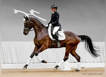 Hannoveraner, Wallach, 5 Jahre, 177 cm, Rappe