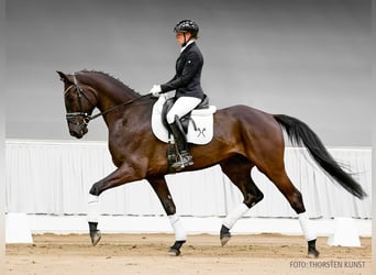 Hannoveraner, Wallach, 5 Jahre, 177 cm, Rappe
