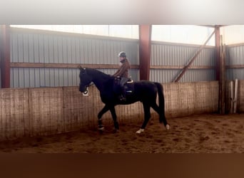 Hannoveraner, Wallach, 5 Jahre, 177 cm, Rappe