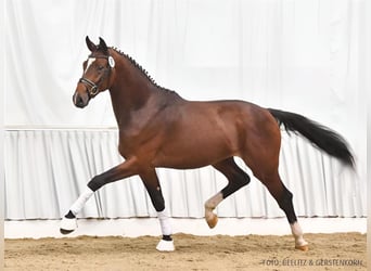 Hannoveraner, Wallach, 5 Jahre, 178 cm, Brauner