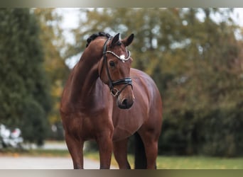 Hannoveraner, Wallach, 5 Jahre, 178 cm, Brauner