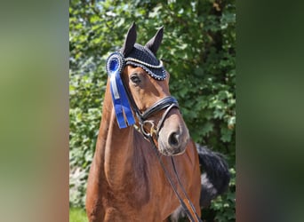 Hannoveraner, Wallach, 5 Jahre, 178 cm, Brauner