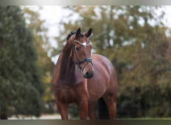 Hannoveraner, Wallach, 5 Jahre, 178 cm, Brauner