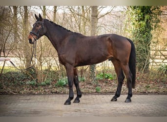 Hannoveraner, Wallach, 5 Jahre, 178 cm, Dunkelbrauner