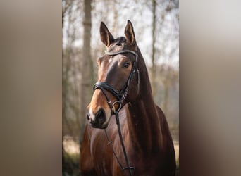 Hannoveraner, Wallach, 5 Jahre, 178 cm, Dunkelbrauner