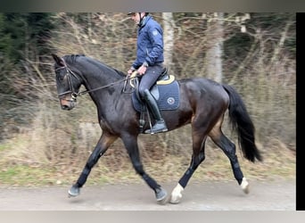 Hannoveraner, Wallach, 5 Jahre, 178 cm, Dunkelbrauner