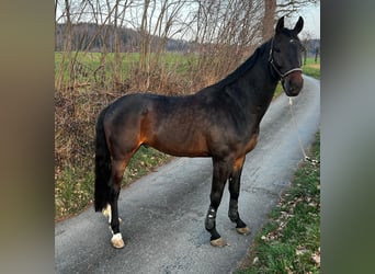 Hannoveraner, Wallach, 5 Jahre, 178 cm, Dunkelbrauner