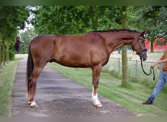 Hannoveraner, Wallach, 5 Jahre, 178 cm, Dunkelfuchs