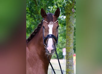 Hannoveraner, Wallach, 5 Jahre, 178 cm, Dunkelfuchs