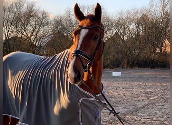 Hannoveraner, Wallach, 5 Jahre, 178 cm, Fuchs