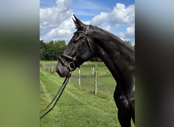 Hannoveraner, Wallach, 5 Jahre, 178 cm, Rappe