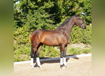 Hannoveraner, Wallach, 5 Jahre, 179 cm, Dunkelbrauner