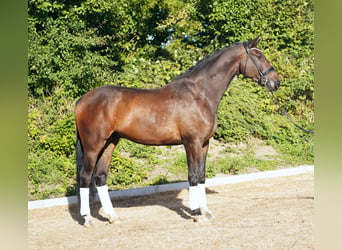 Hannoveraner, Wallach, 5 Jahre, 179 cm, Dunkelbrauner