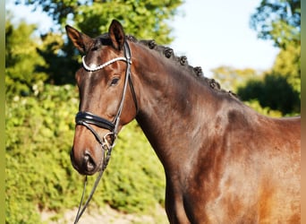 Hannoveraner, Wallach, 5 Jahre, 179 cm, Dunkelbrauner