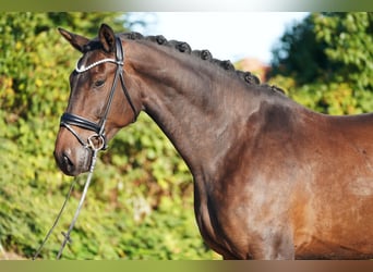 Hannoveraner, Wallach, 5 Jahre, 179 cm, Dunkelbrauner