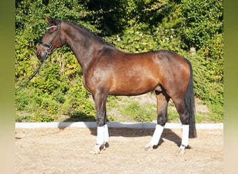 Hannoveraner, Wallach, 5 Jahre, 179 cm, Dunkelbrauner
