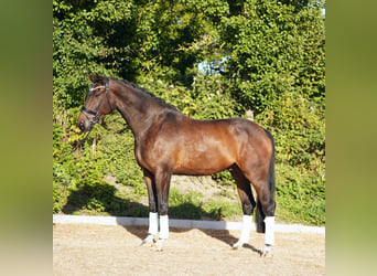 Hannoveraner, Wallach, 5 Jahre, 179 cm, Dunkelbrauner