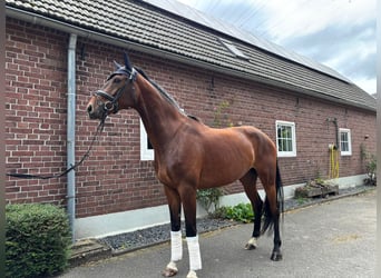 Hannoveraner, Wallach, 5 Jahre, 180 cm, Brauner