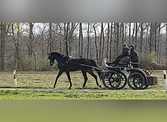 Hannoveraner, Wallach, 5 Jahre, 180 cm, Dunkelbrauner