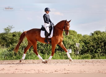 Hannoveraner, Wallach, 5 Jahre, 180 cm, Fuchs