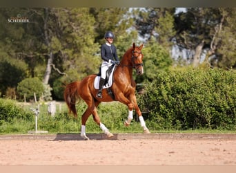 Hannoveraner, Wallach, 5 Jahre, 180 cm, Fuchs