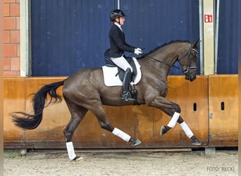 Hannoveraner, Wallach, 5 Jahre, 180 cm, Rappe