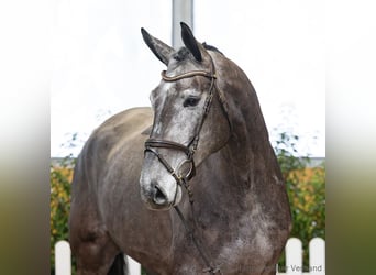 Hannoveraner, Wallach, 5 Jahre, 180 cm, Schimmel