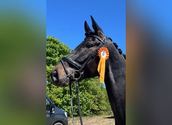 Hannoveraner, Wallach, 5 Jahre, 183 cm, Brauner