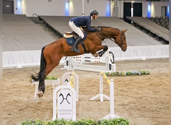 Hannoveraner, Wallach, 5 Jahre, 183 cm, Brauner