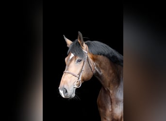 Hannoveraner, Wallach, 5 Jahre, 185 cm, Dunkelbrauner