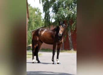Hannoveraner, Wallach, 5 Jahre, 185 cm, Dunkelbrauner
