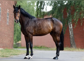 Hannoveraner, Wallach, 5 Jahre, 185 cm, Dunkelbrauner