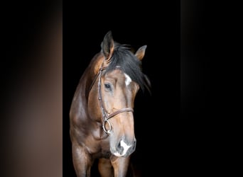 Hannoveraner, Wallach, 5 Jahre, 185 cm, Dunkelbrauner