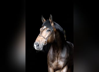 Hannoveraner, Wallach, 5 Jahre, 185 cm, Dunkelbrauner