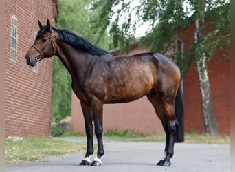 Hannoveraner, Wallach, 5 Jahre, 185 cm, Dunkelbrauner