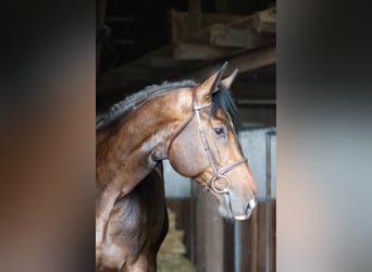 Hannoveraner, Wallach, 5 Jahre, 185 cm, Dunkelbrauner