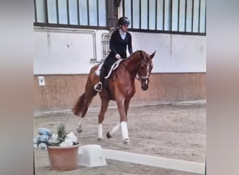 Hannoveraner, Wallach, 5 Jahre, 185 cm, Fuchs